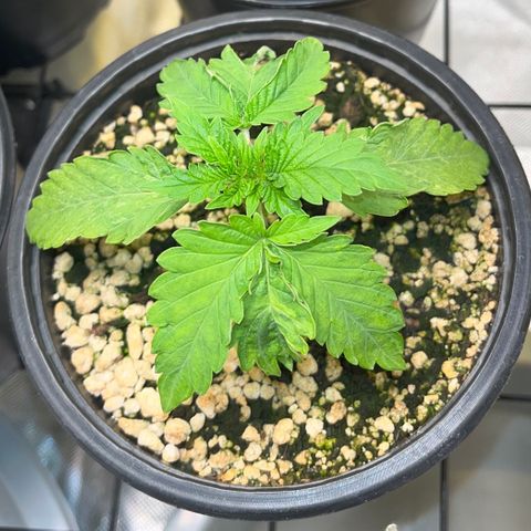 Grape Pie growlog timeline photo