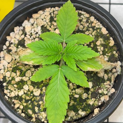 Wonder Pie growlog timeline photo