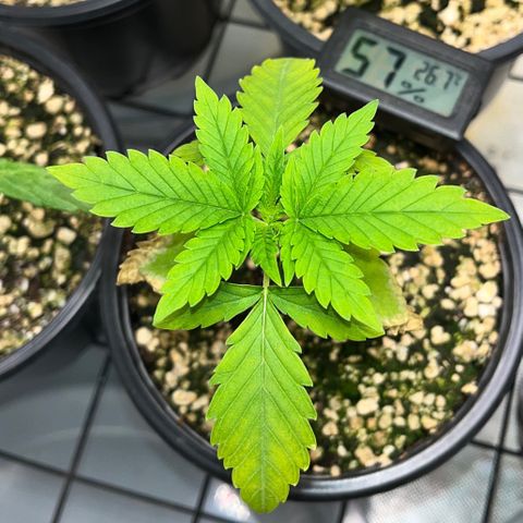 Sherbet growlog timeline photo