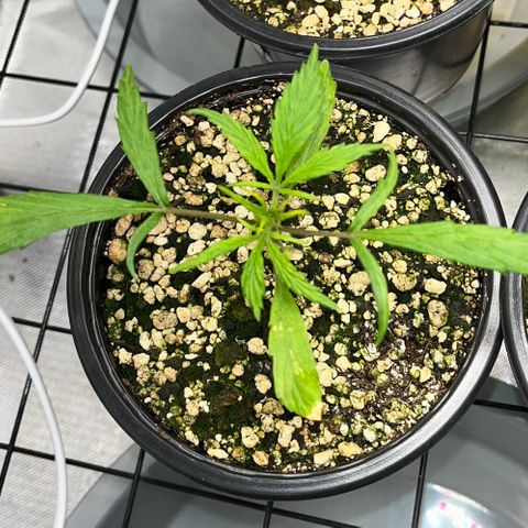 Auto Dentista growlog timeline photo