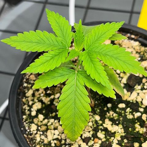 Zombie Bride growlog timeline photo