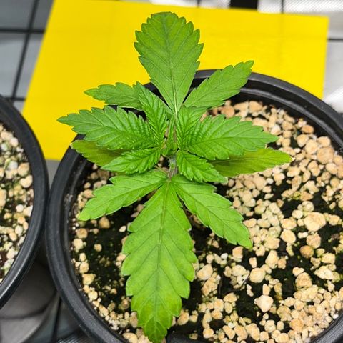 Mimosa Evo growlog timeline photo