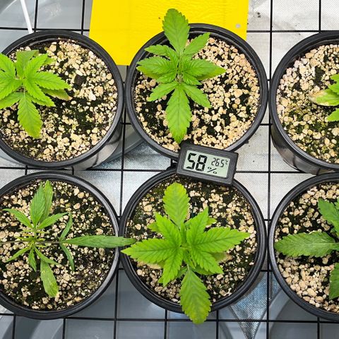 Mimosa Evo growlog timeline photo