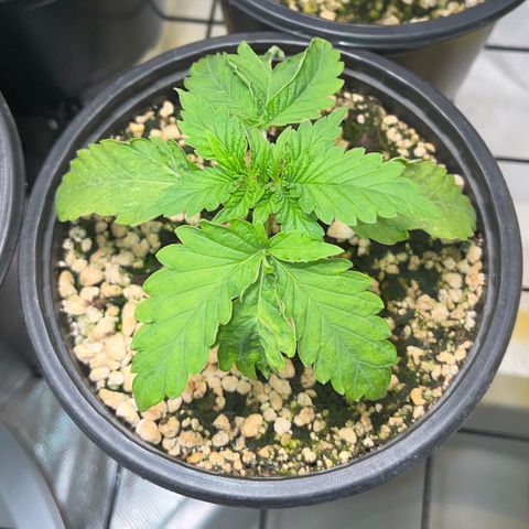 Grape Pie growlog timeline photo