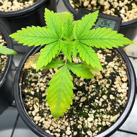 Sherbet growlog timeline photo