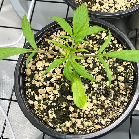 Auto Dentista growlog timeline photo