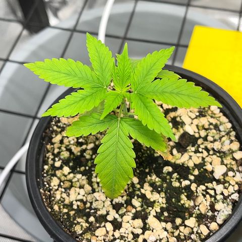 Zombie Bride growlog timeline photo