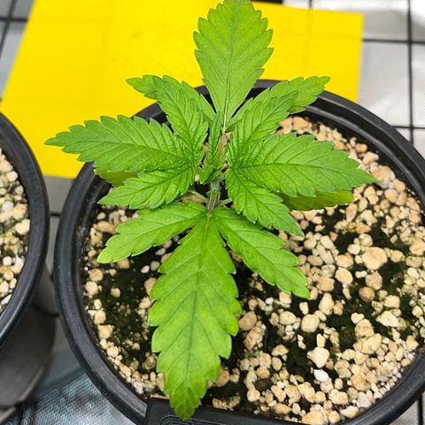 Mimosa Evo growlog timeline photo