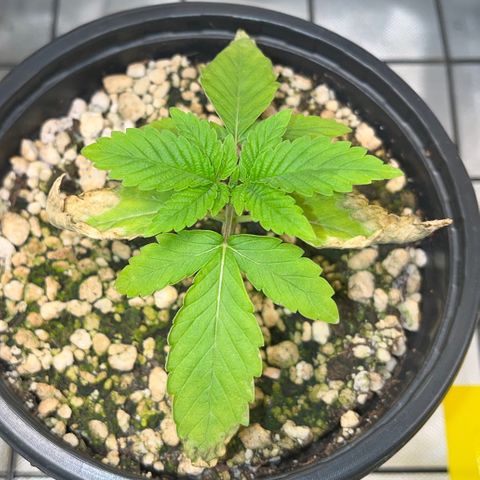 Wonder Pie growlog timeline photo