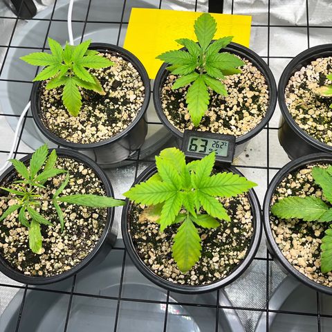 Mimosa Evo growlog timeline photo