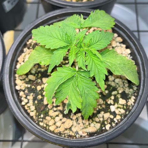 Grape Pie growlog timeline photo
