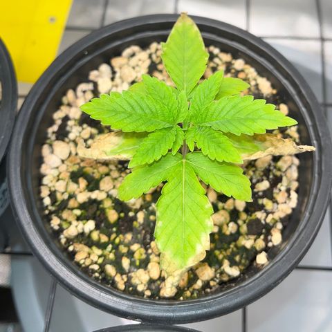 Wonder Pie growlog timeline photo