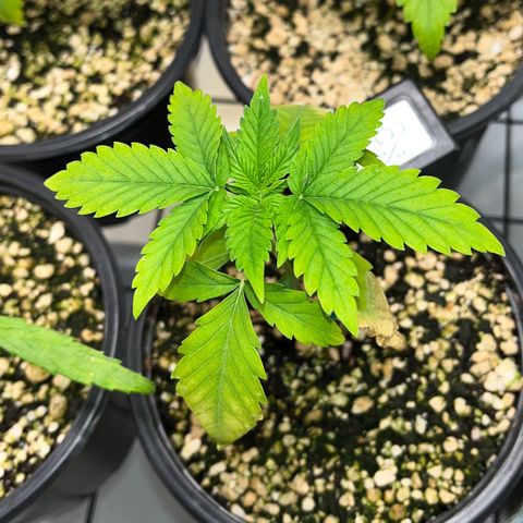 Sherbet growlog timeline photo