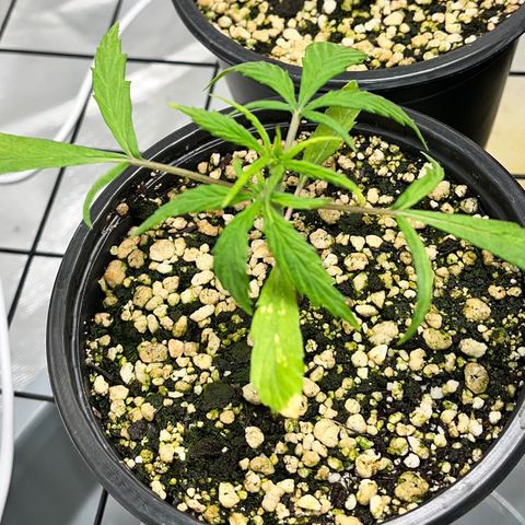 Auto Dentista growlog timeline photo
