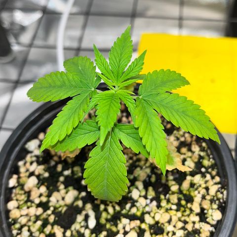 Zombie Bride growlog timeline photo