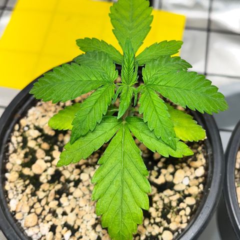 Mimosa Evo growlog timeline photo