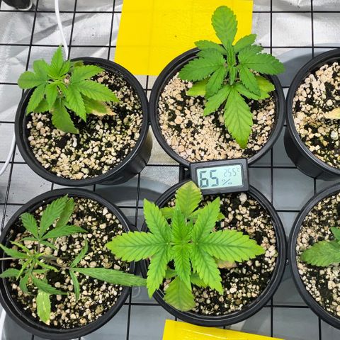 Mimosa Evo growlog timeline photo