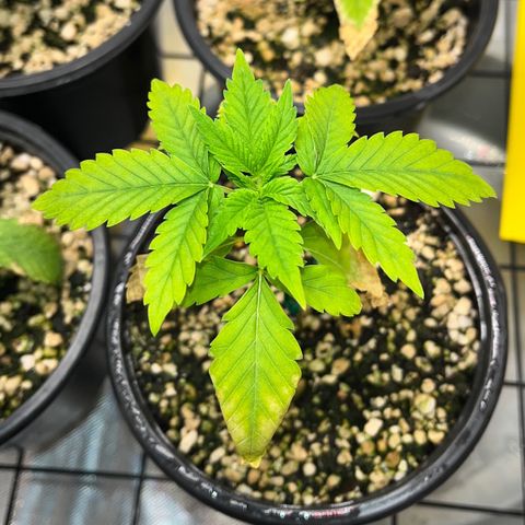 Sherbet growlog timeline photo