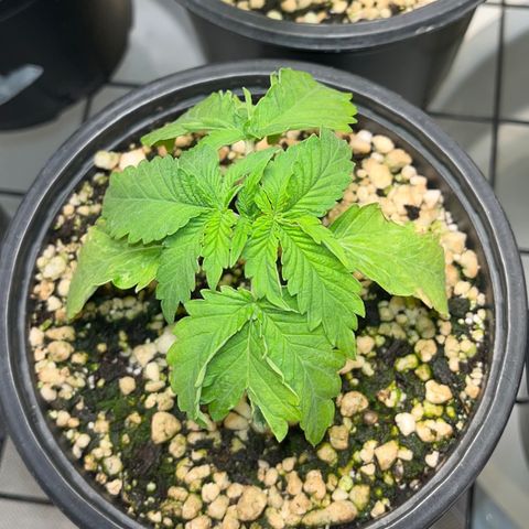 Grape Pie growlog timeline photo