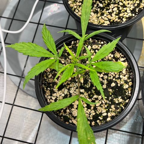 Auto Dentista growlog timeline photo