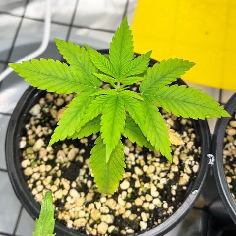 Zombie Bride growlog timeline photo