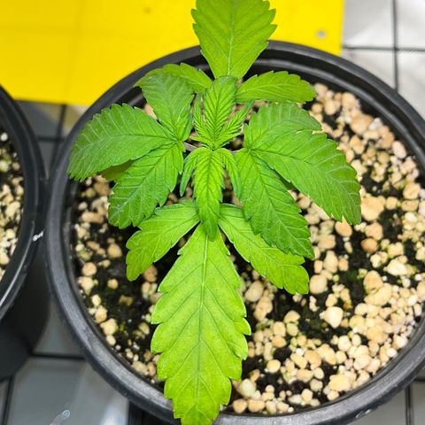 Mimosa Evo growlog timeline photo