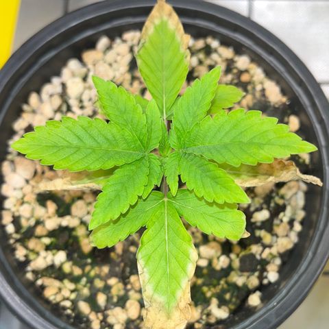 Wonder Pie growlog timeline photo