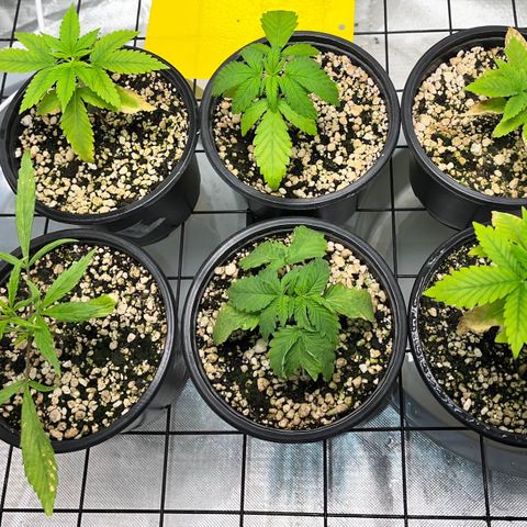 Mimosa Evo growlog timeline photo