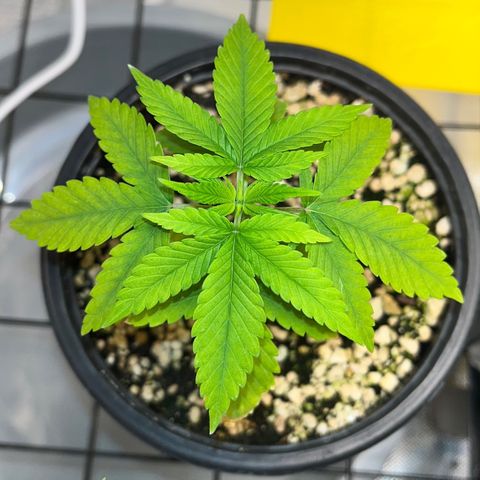 Zombie Bride growlog timeline photo