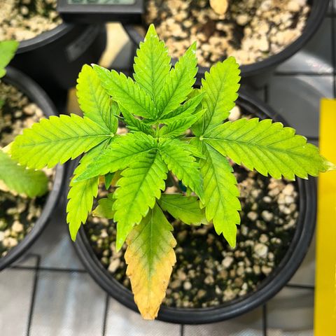 Sherbet growlog timeline photo