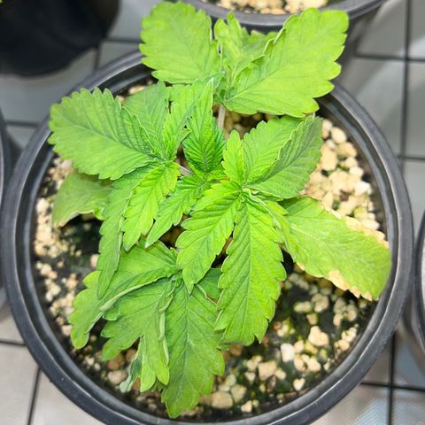 Grape Pie growlog timeline photo