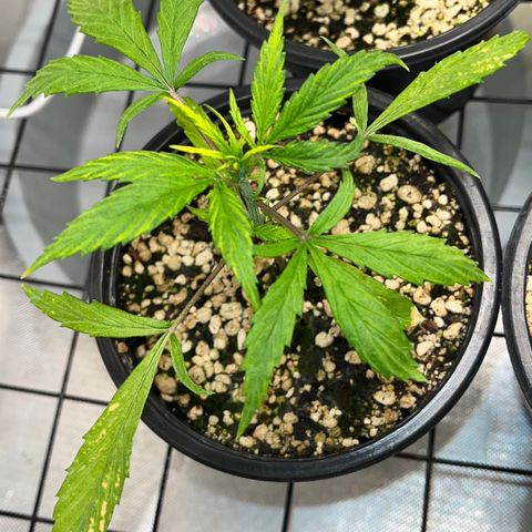 Auto Dentista growlog timeline photo