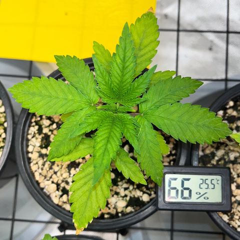 Mimosa Evo growlog timeline photo