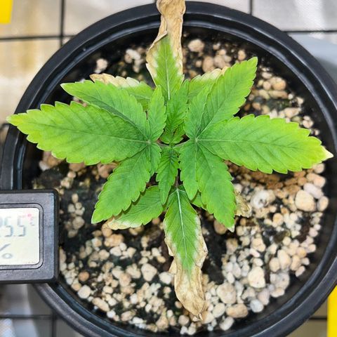 Wonder Pie growlog timeline photo