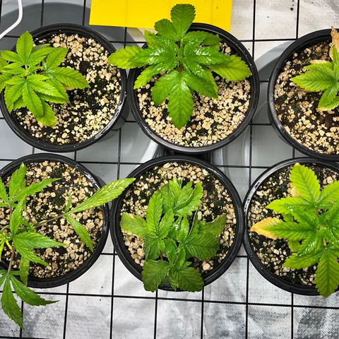 Mimosa Evo growlog timeline photo