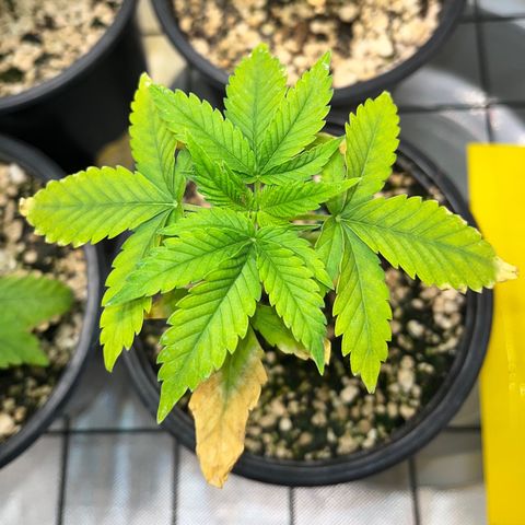 Sherbet growlog timeline photo