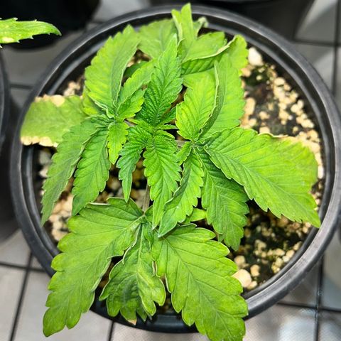 Grape Pie growlog timeline photo