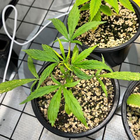 Auto Dentista growlog timeline photo