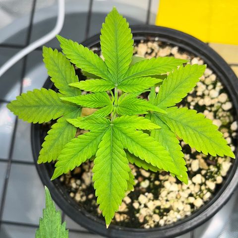 Zombie Bride growlog timeline photo