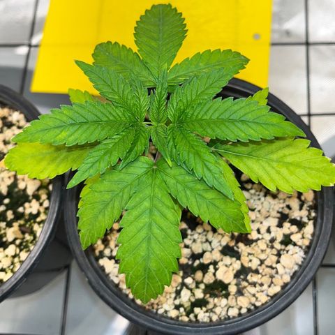 Mimosa Evo growlog timeline photo