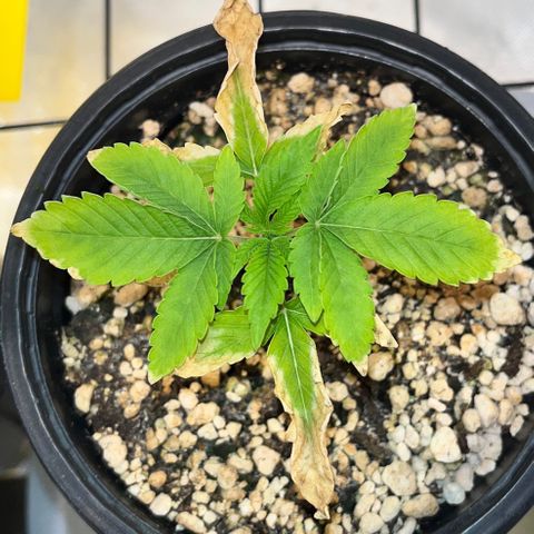 Wonder Pie growlog timeline photo