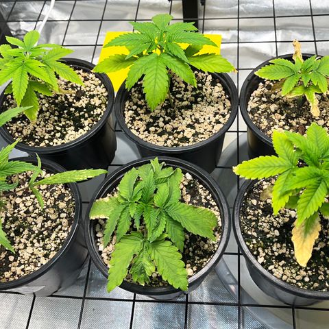 Mimosa Evo growlog timeline photo