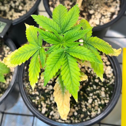 Sherbet growlog timeline photo