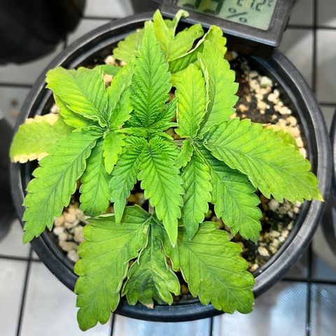 Grape Pie growlog timeline photo