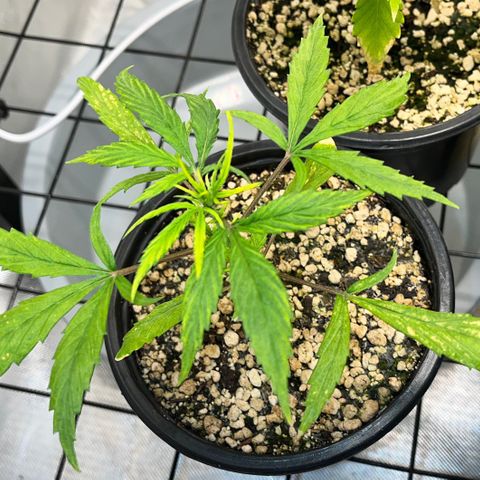 Auto Dentista growlog timeline photo