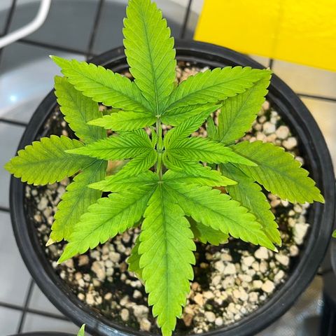 Zombie Bride growlog timeline photo