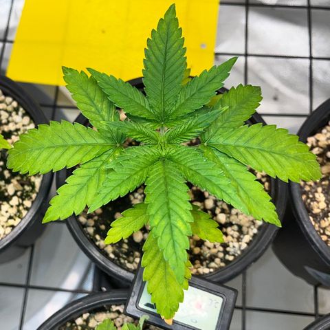 Mimosa Evo growlog timeline photo