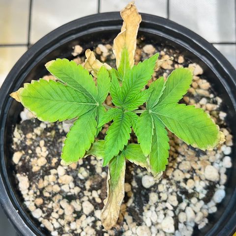 Wonder Pie growlog timeline photo