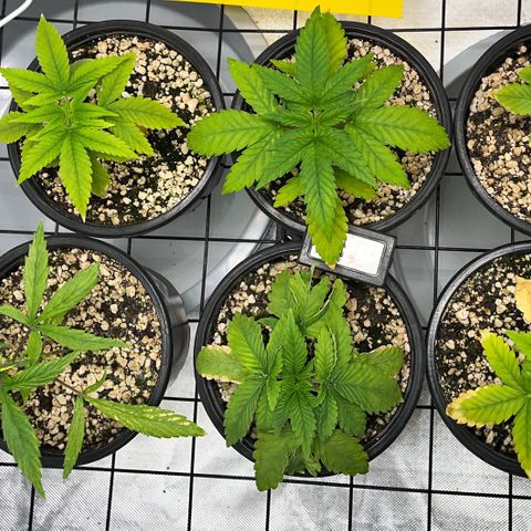 Mimosa Evo growlog timeline photo