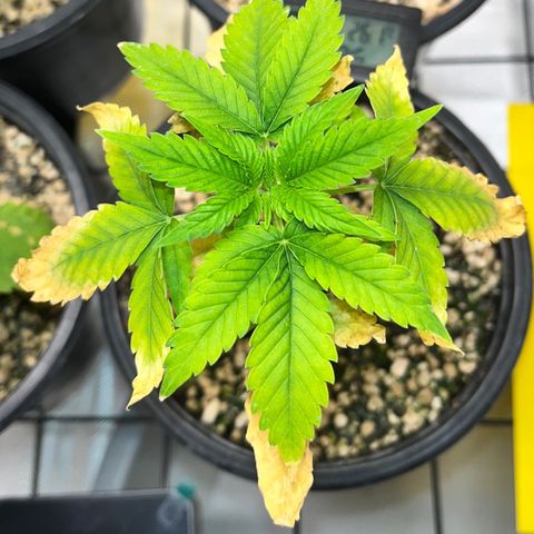 Sherbet growlog timeline photo